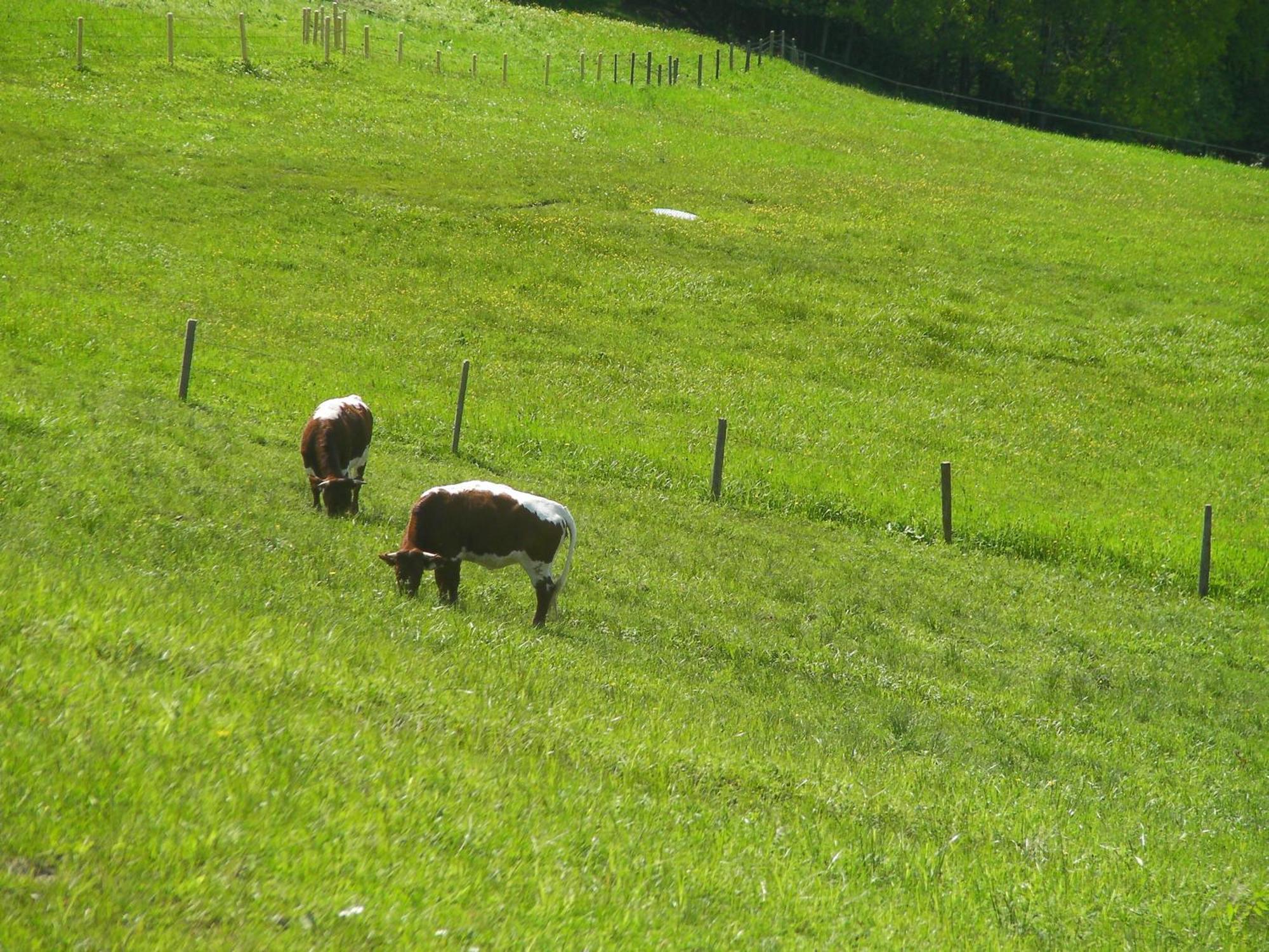Haus Stablerkraemer Maria Alm am Steinernen Meer Exterior foto